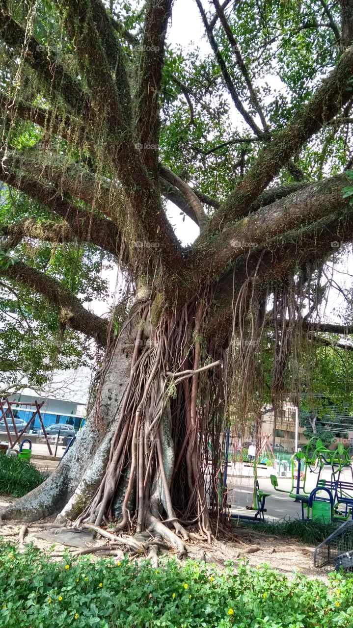 Baum ist alt