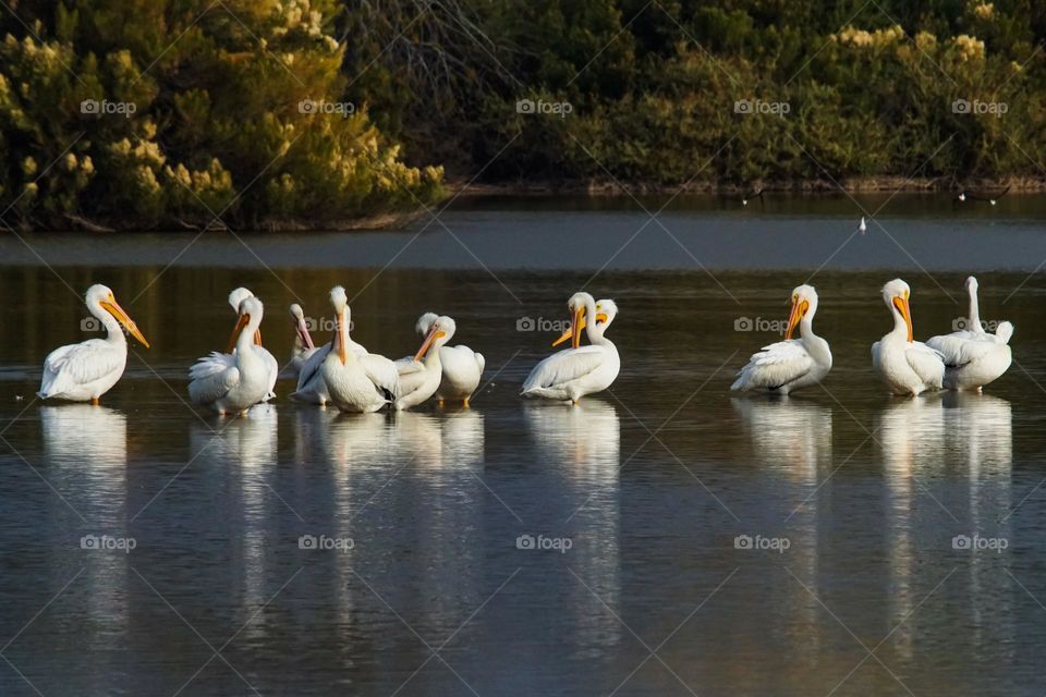 American White Pelicans gather in a shallow pond during their winter migration to the Arizona desert