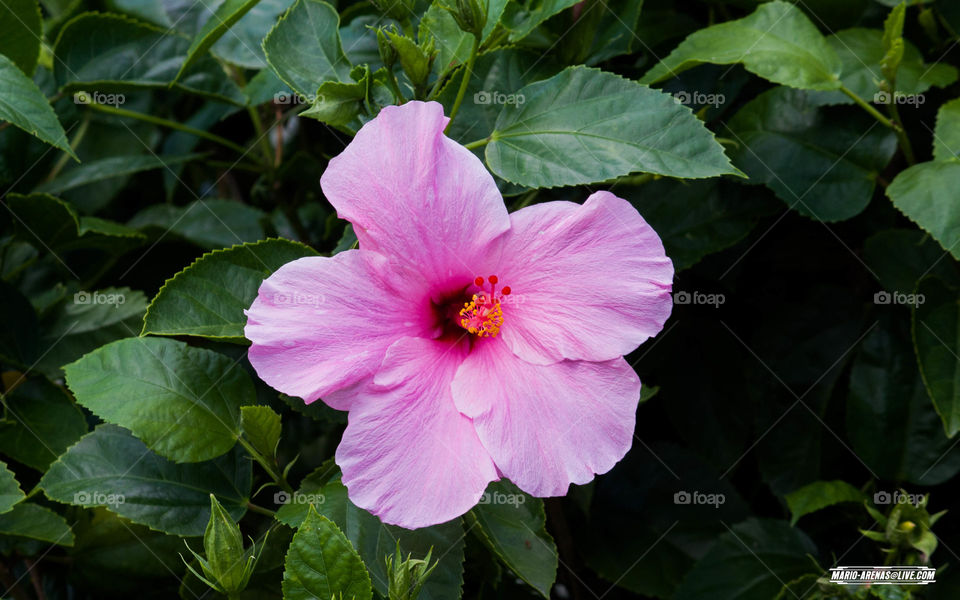 Pink Hibiscus