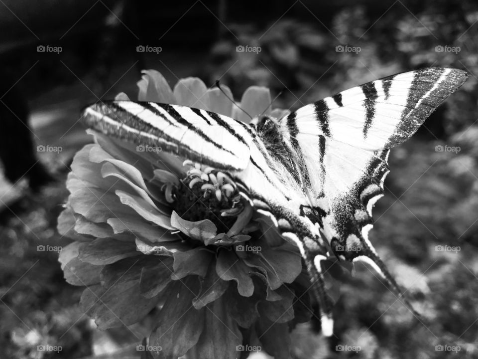 Бабочка в чб 