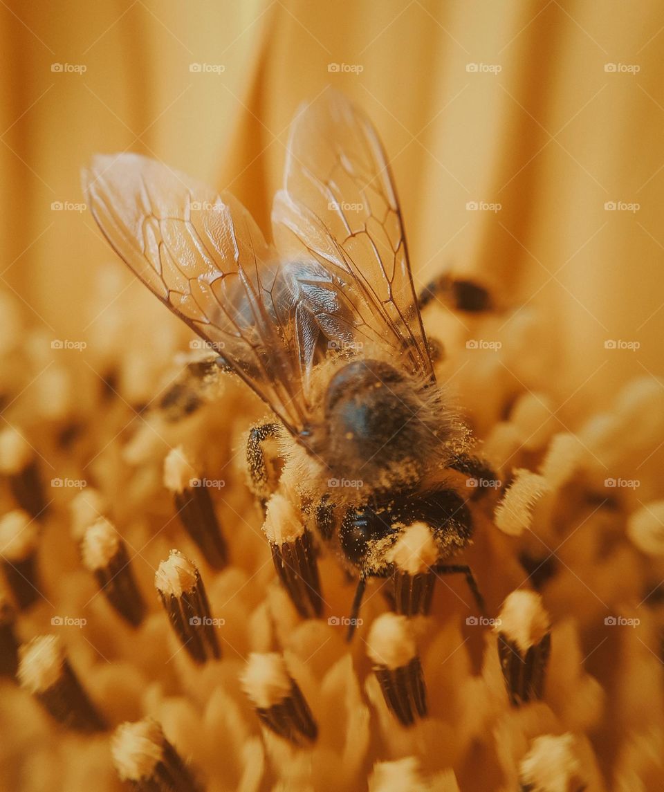 Macro Photo of a bee collecting pollen