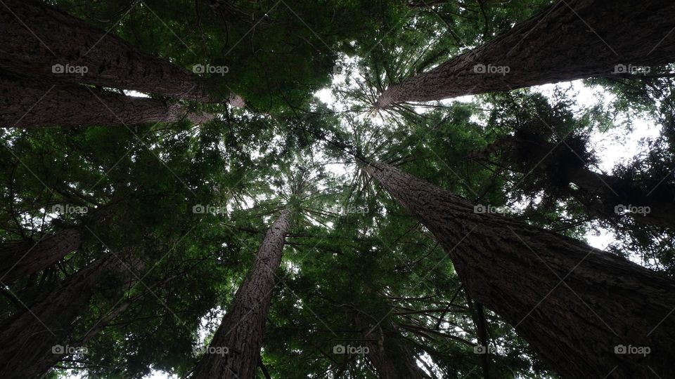 Dizzying perspective of a forest