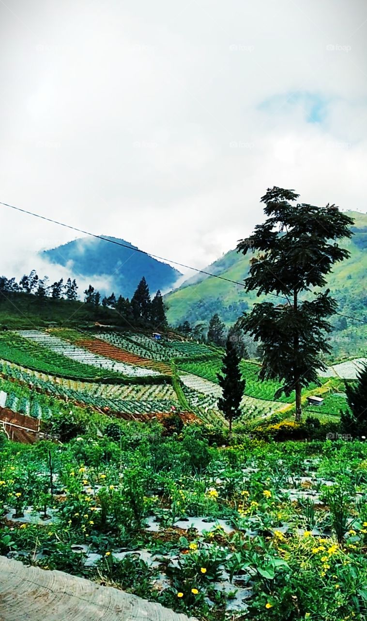 Dieng, central of java