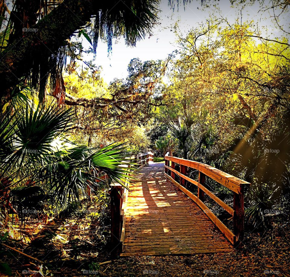 Pathway into the woods