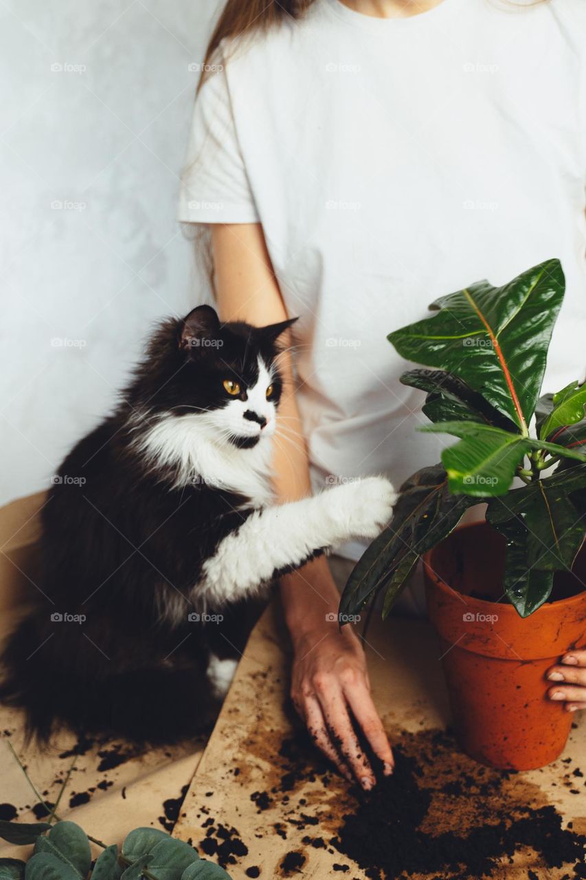Young woman with black cat pet gardener taking care cultivate kroton plant, transplanting flower. Home gardening, houseplants, freelance. Hipster potting plants in ceramic pot on a counter in spring