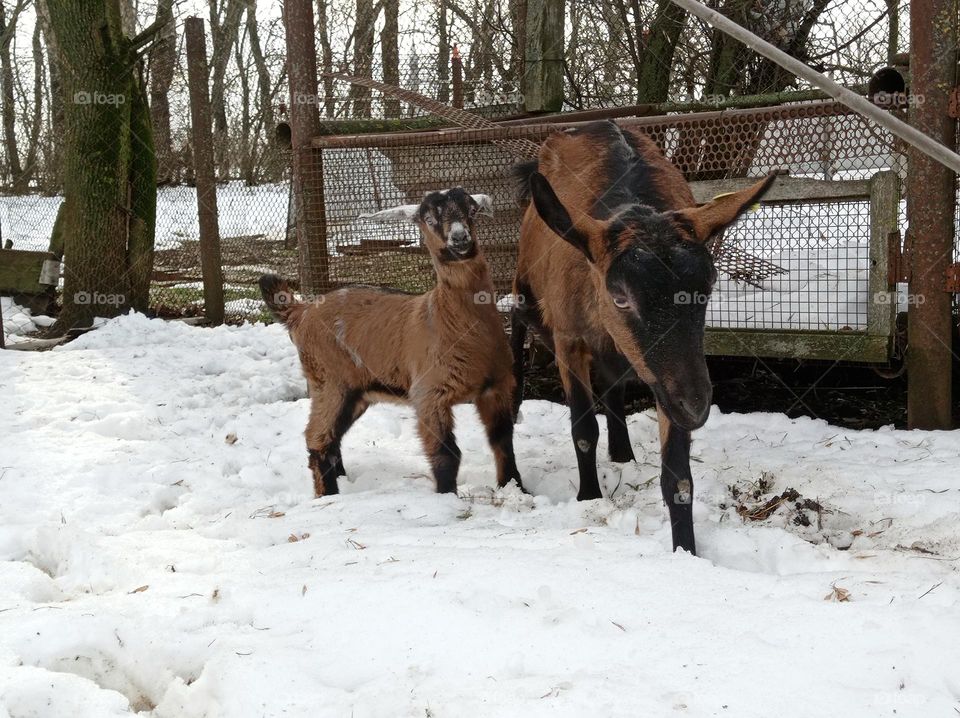 A goat with a little goat on a walk. Farm animals.