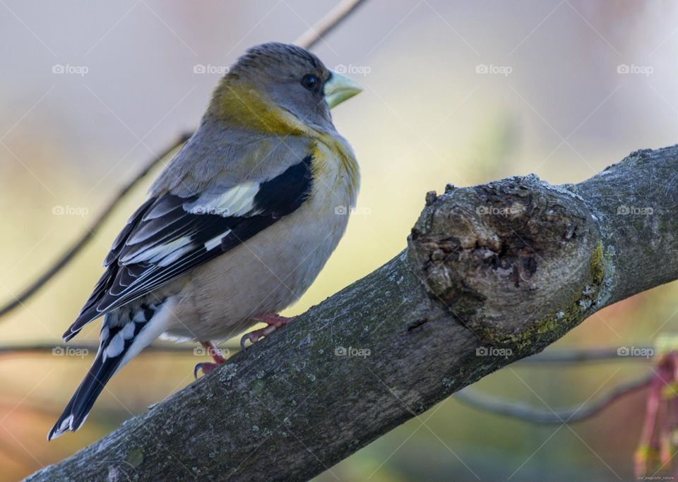 Female grossbeak on a tree branch