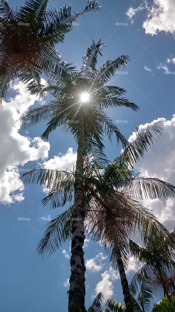 PLANT, GARDEN, LEAVES, FLOWERS, ENVIRONMENT.