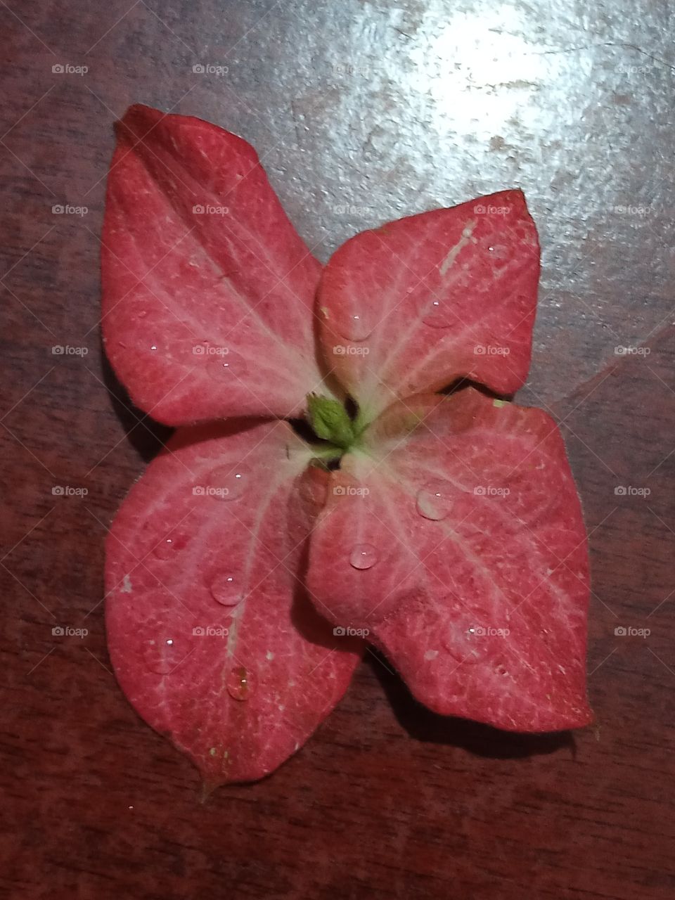 pink flower dew Drops