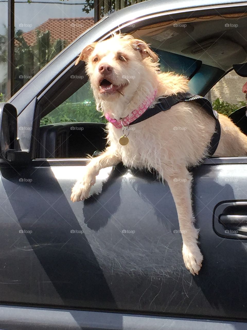 Dog Riding in Car
