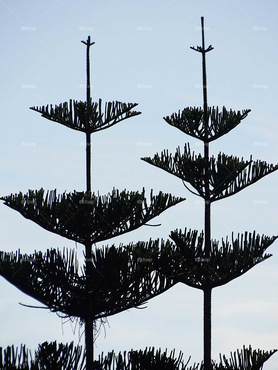 On the top of the trees