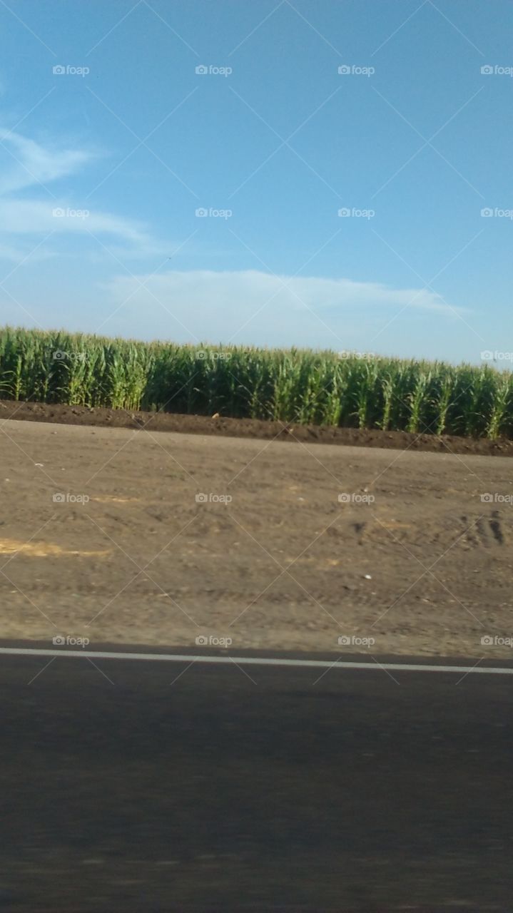 cornfield
