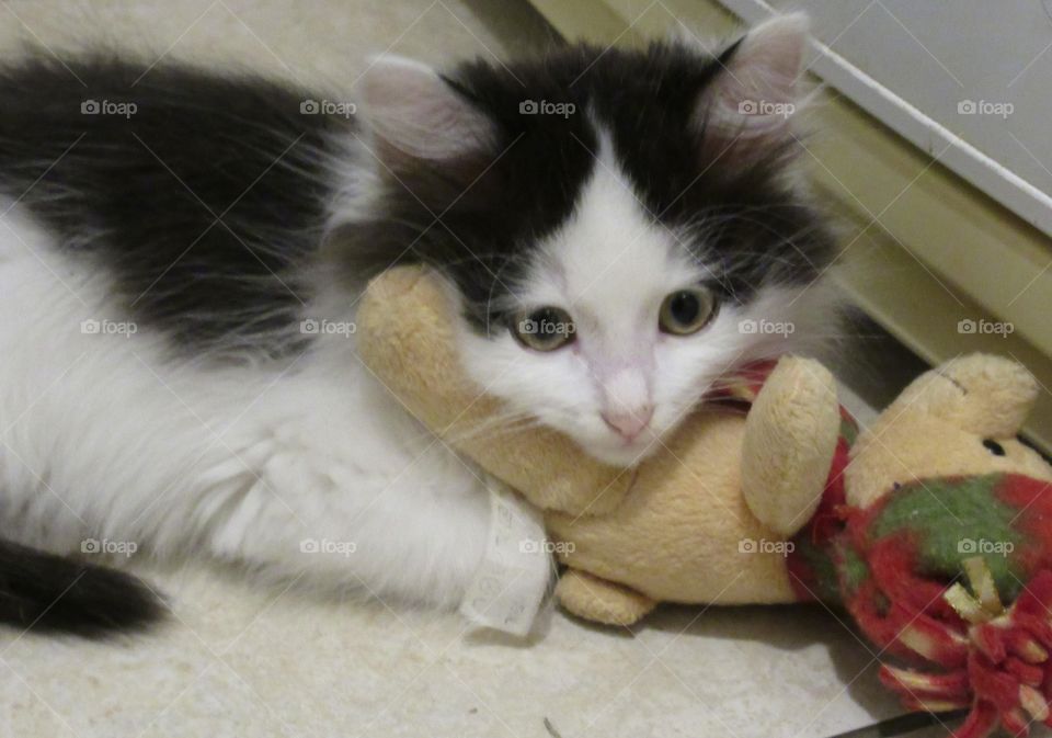 toy for the kitten, the cat defeated the bear