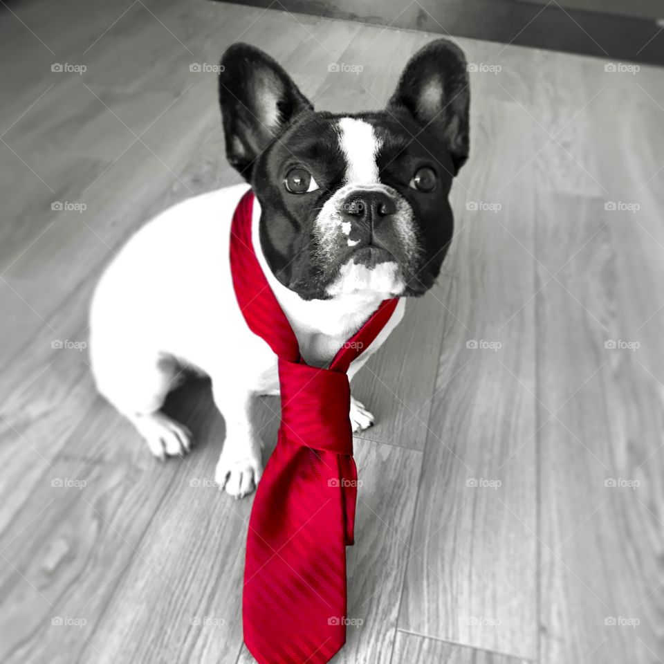Work? What's that Dad? And why am I wearing this tie? 