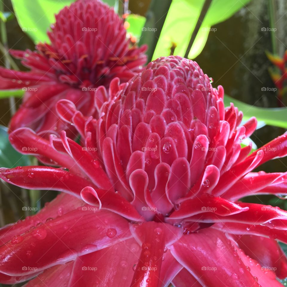 The exotic torch ginger from Borneo 