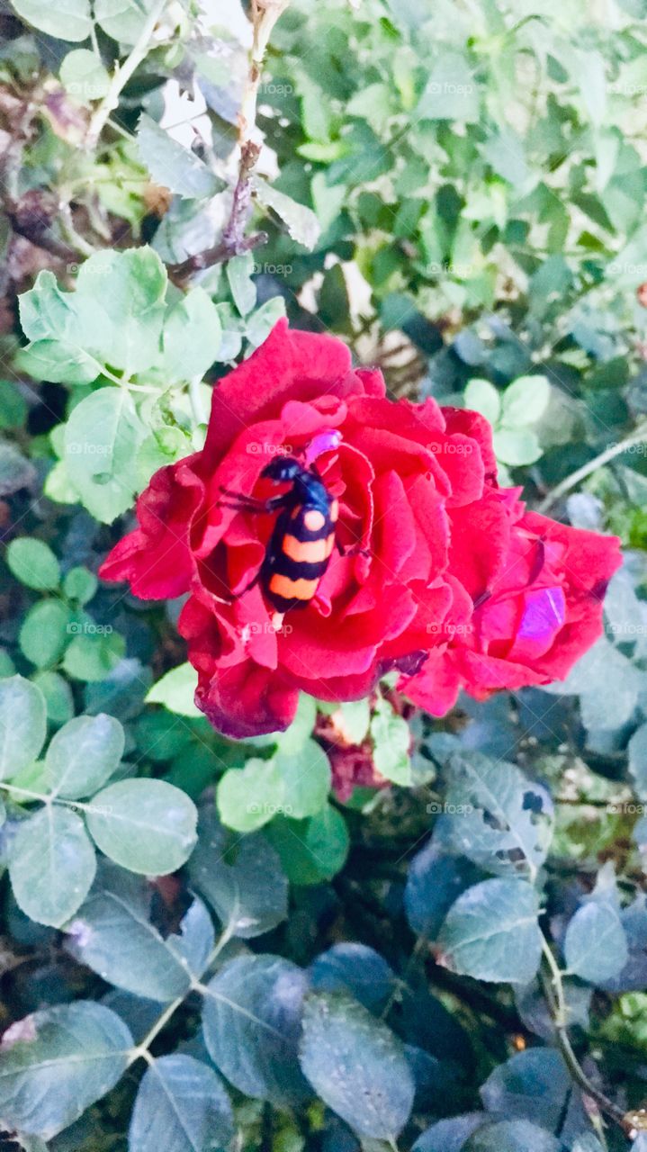 Its name come from latin word Rosa.The rose grows in many different colours .Roses belongs to the family of plants called rosaceae .Red roses are the traditional symbol of love.The red rose has also reflected beauty and perfection 