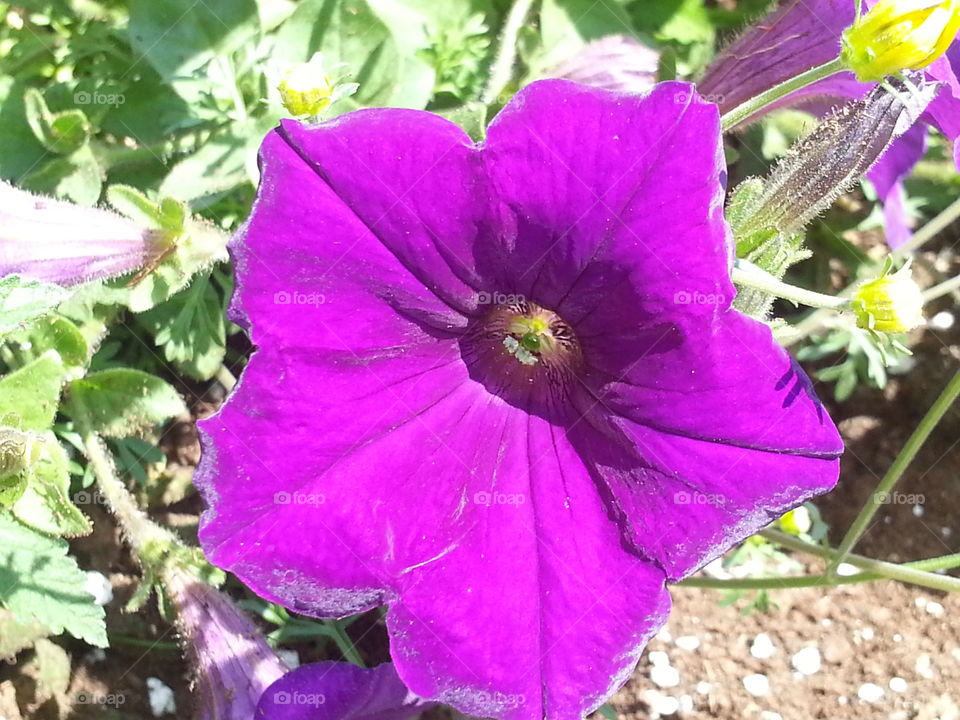 Purple Flower. on the patio