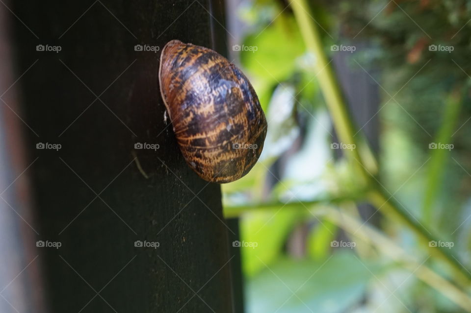Snail