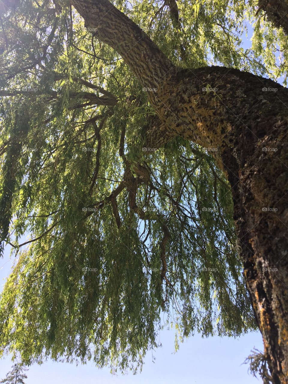 in the shade of the weeping willow