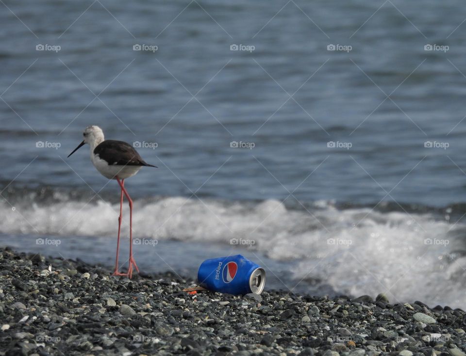 Bird on the beach