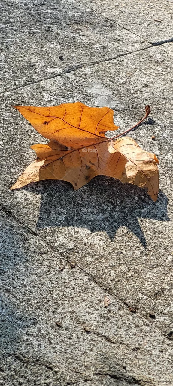 yellow leaf