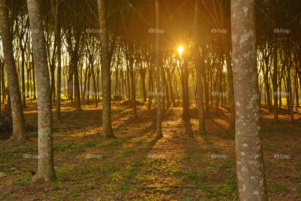 Light rays in the rubber wood forest