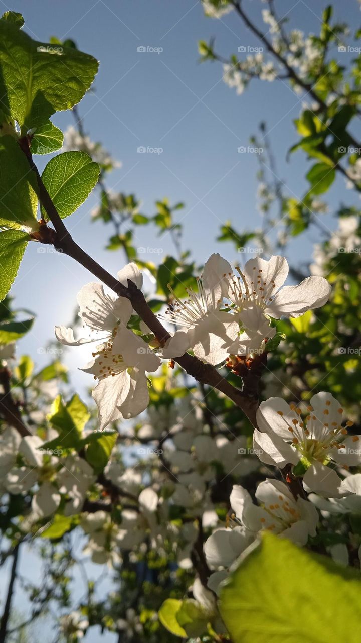 smell of spring