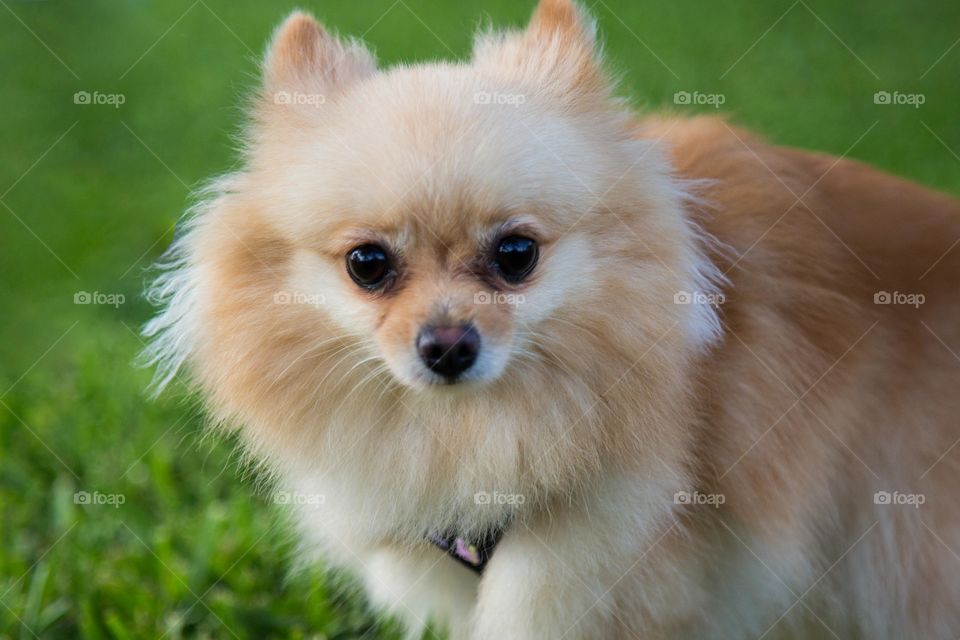 Close-up of pomeranian dog