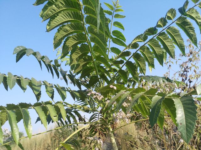 wild's tree