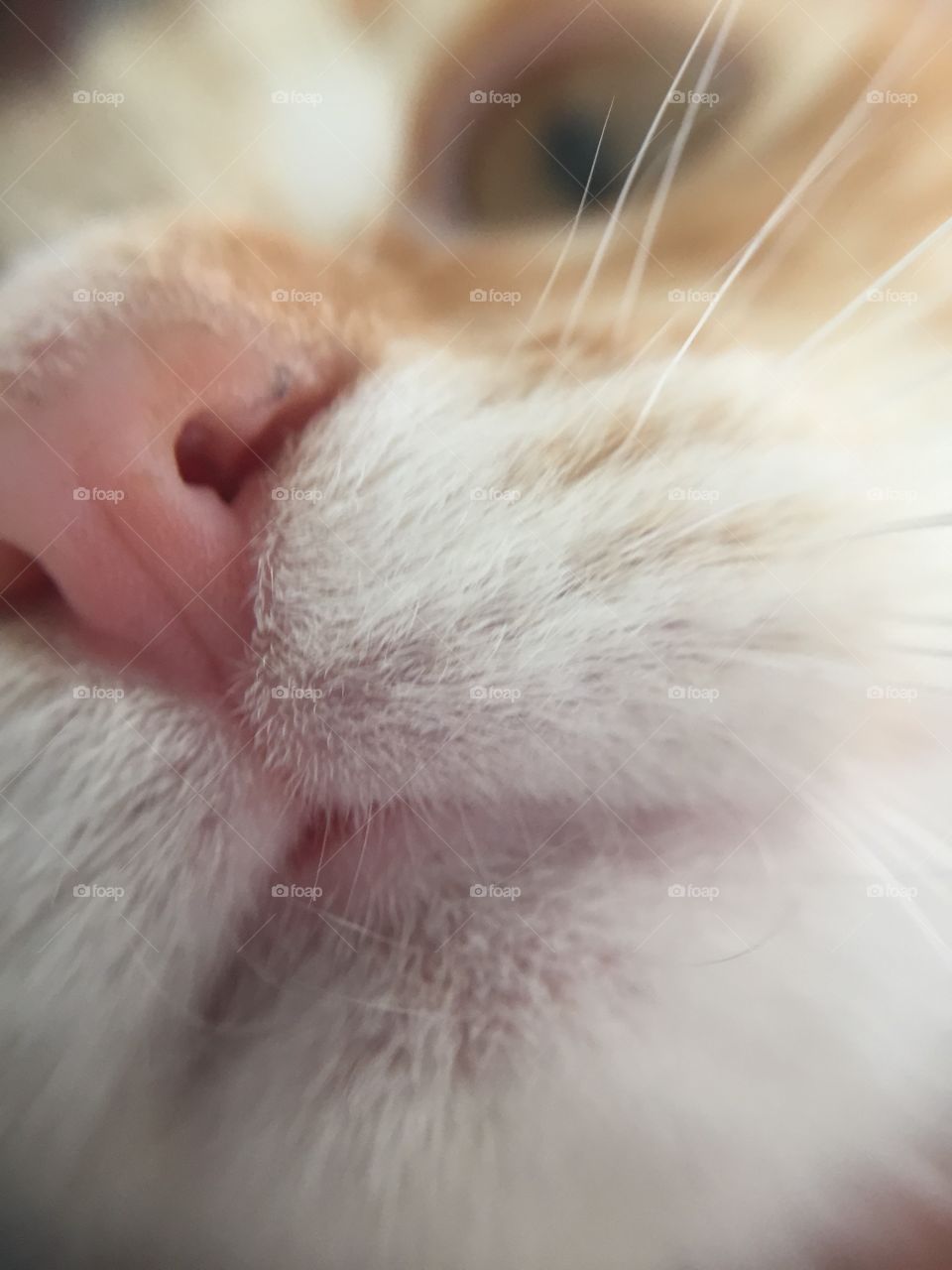 Cat mouth
