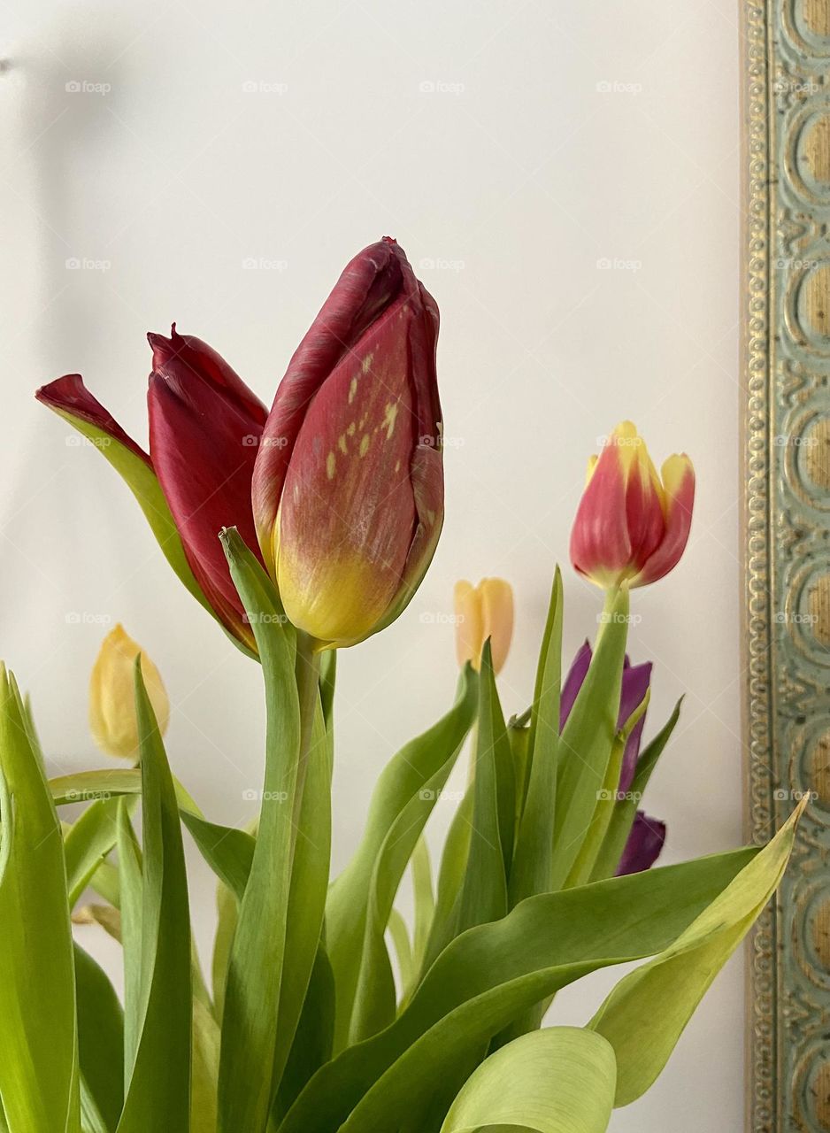 Close up of tulips in a vase