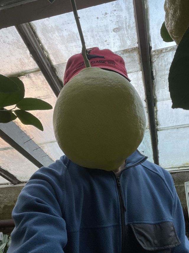 Lemon head
