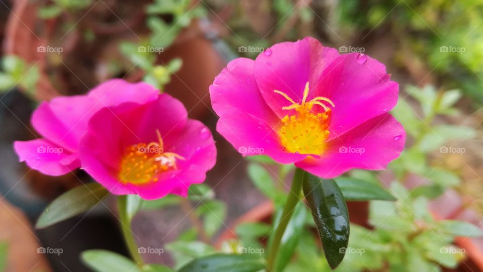 Dubai rose flower