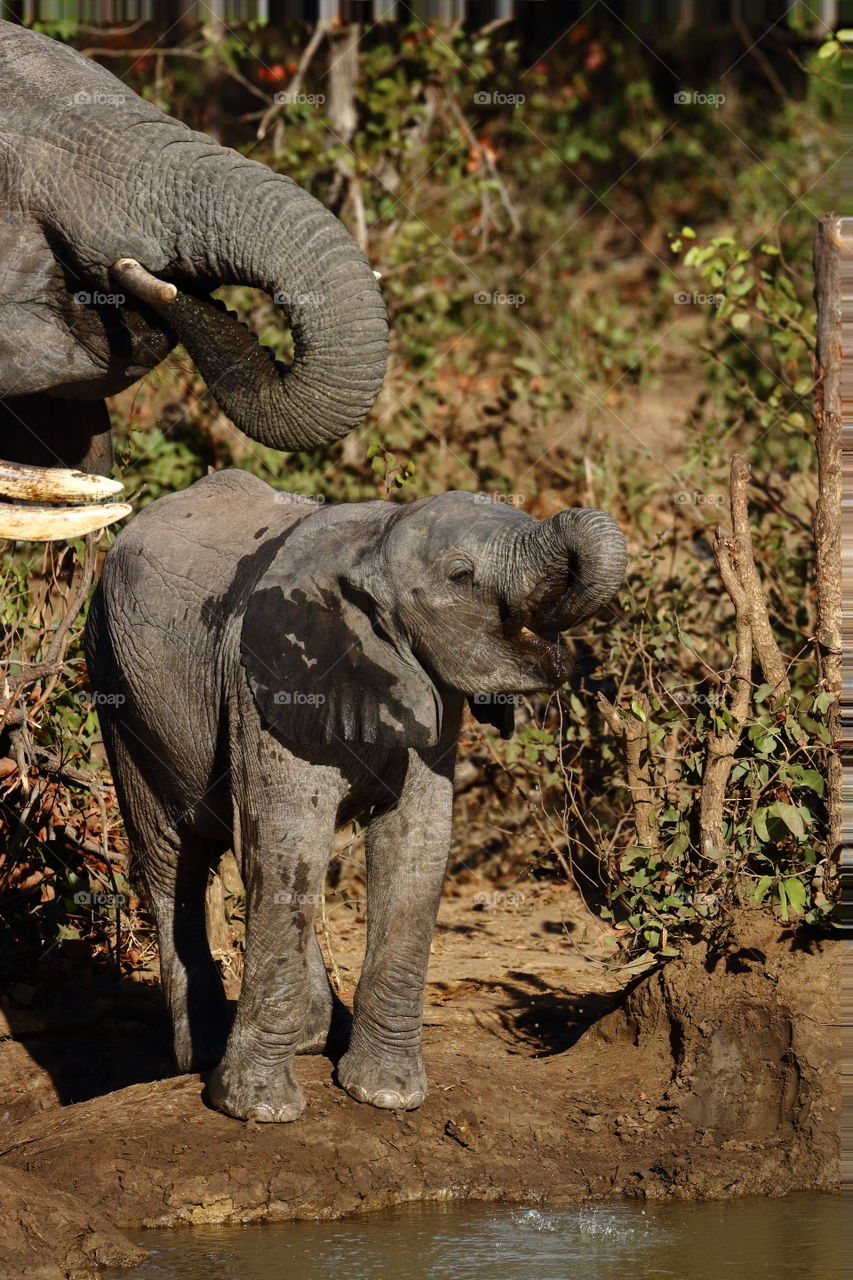 Elephant Thirst