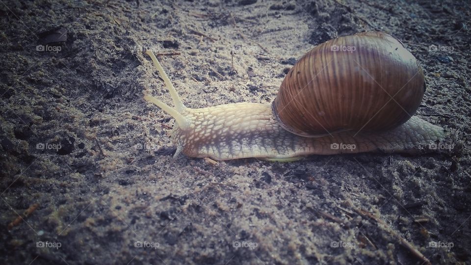 Forest snail