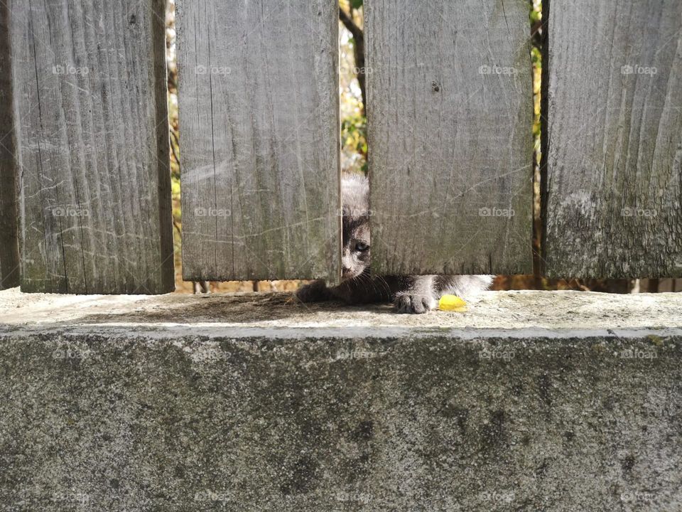 Hide behind the fence 