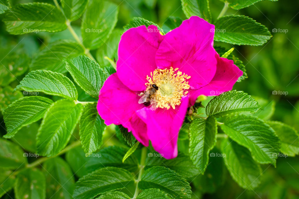 Dog-rose and the bee