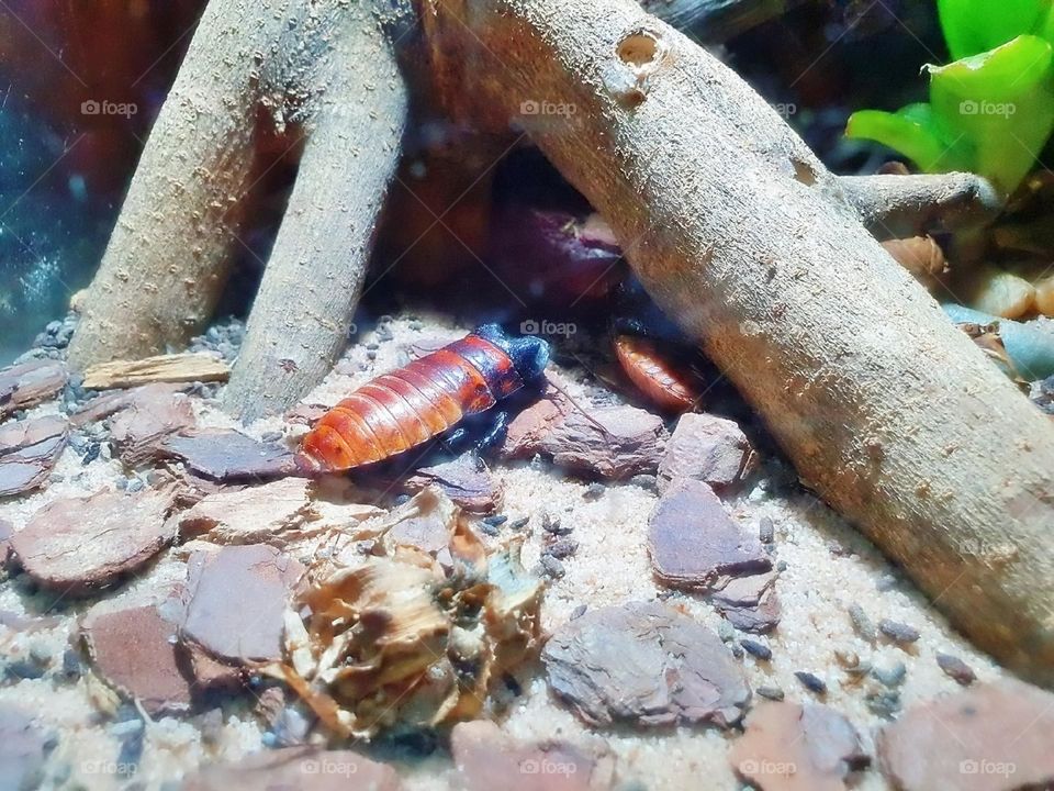 snorkeling decorative algae turtle aquarium fish saltwater biology fauna fishes seascape image scuba yellow dive young zoo environment vacation child pet shark swimming cute lifestyle animals fin people beauty black swim travel deep undersea landscap