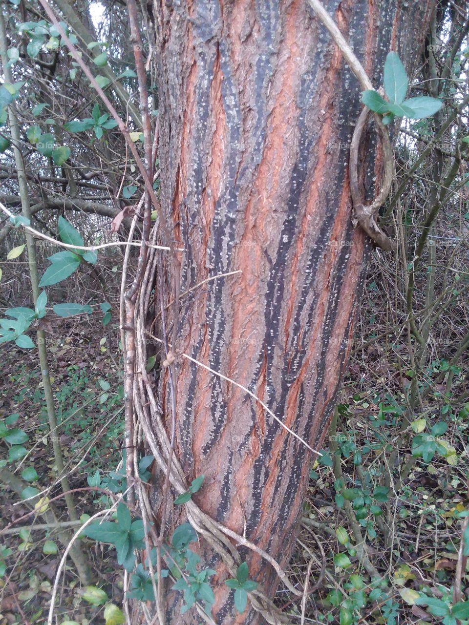 Interesting winter tree bark Alabama