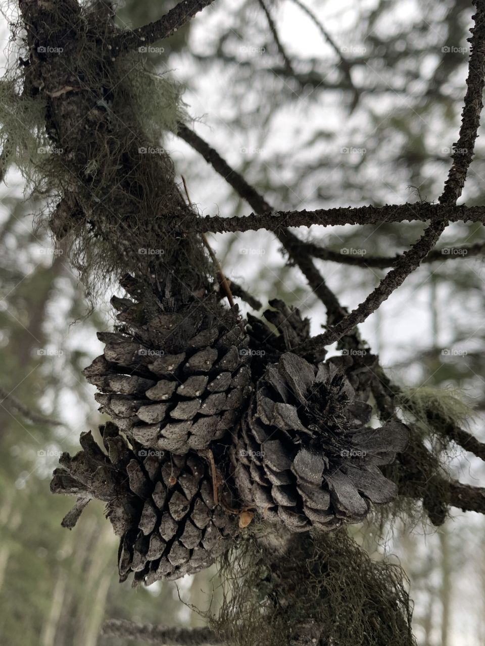 Pine cones 