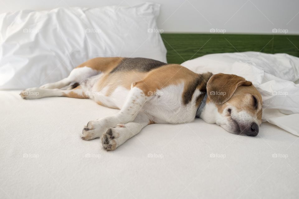 Beagle Dog Animal Cute Friend