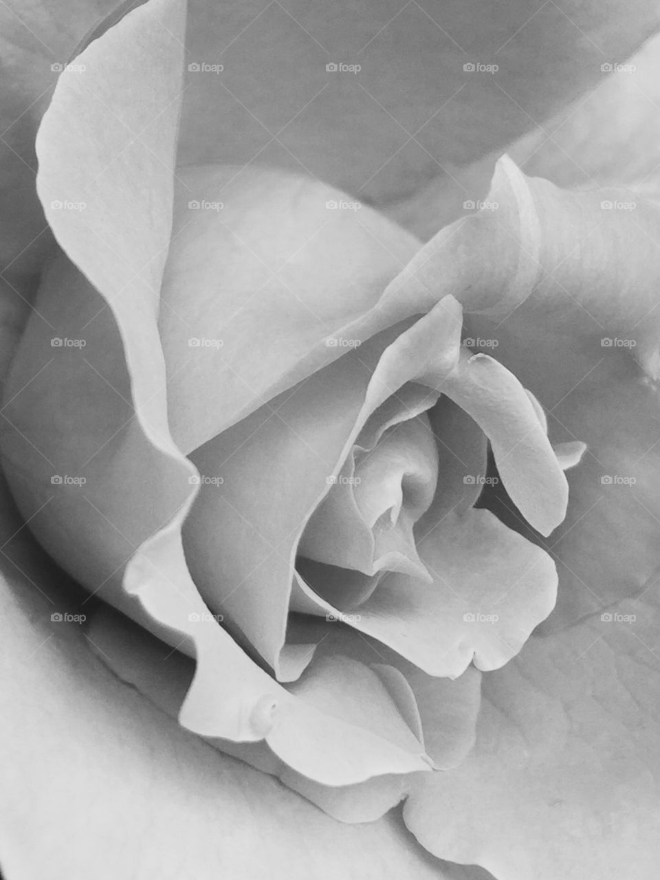 Rose in white. Rose black and white