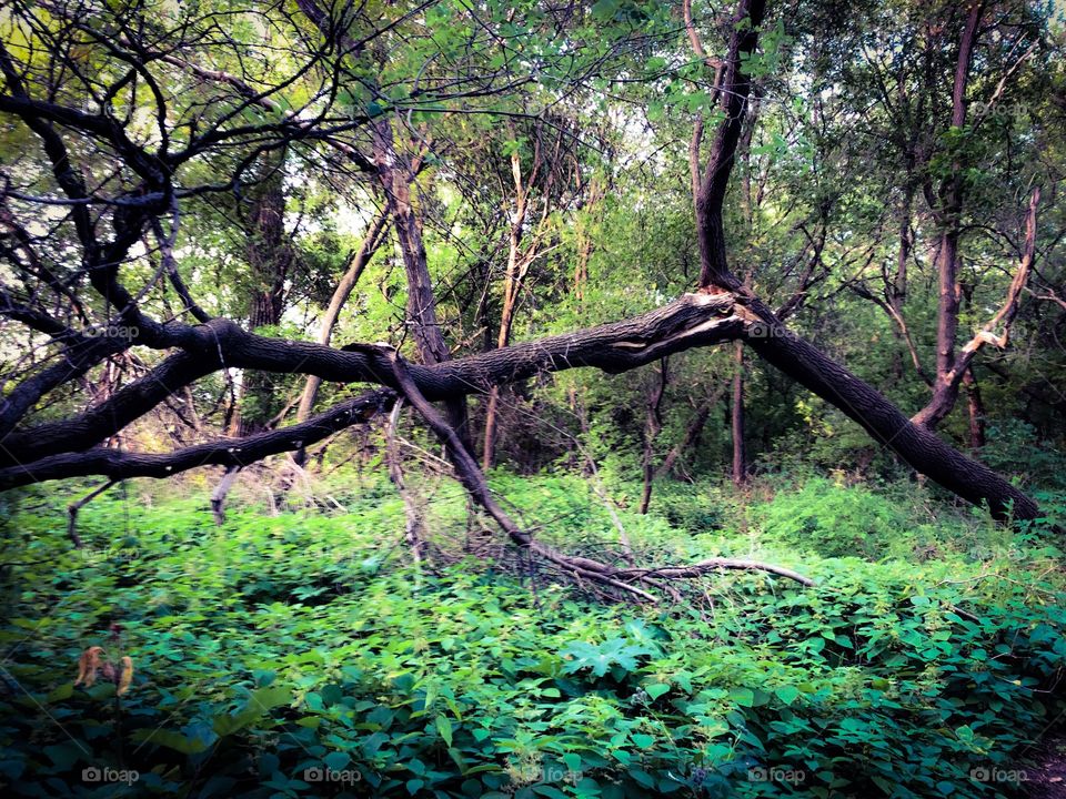 Fallen tree