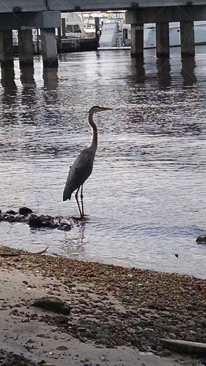 great blue heron in Saint Lucie river