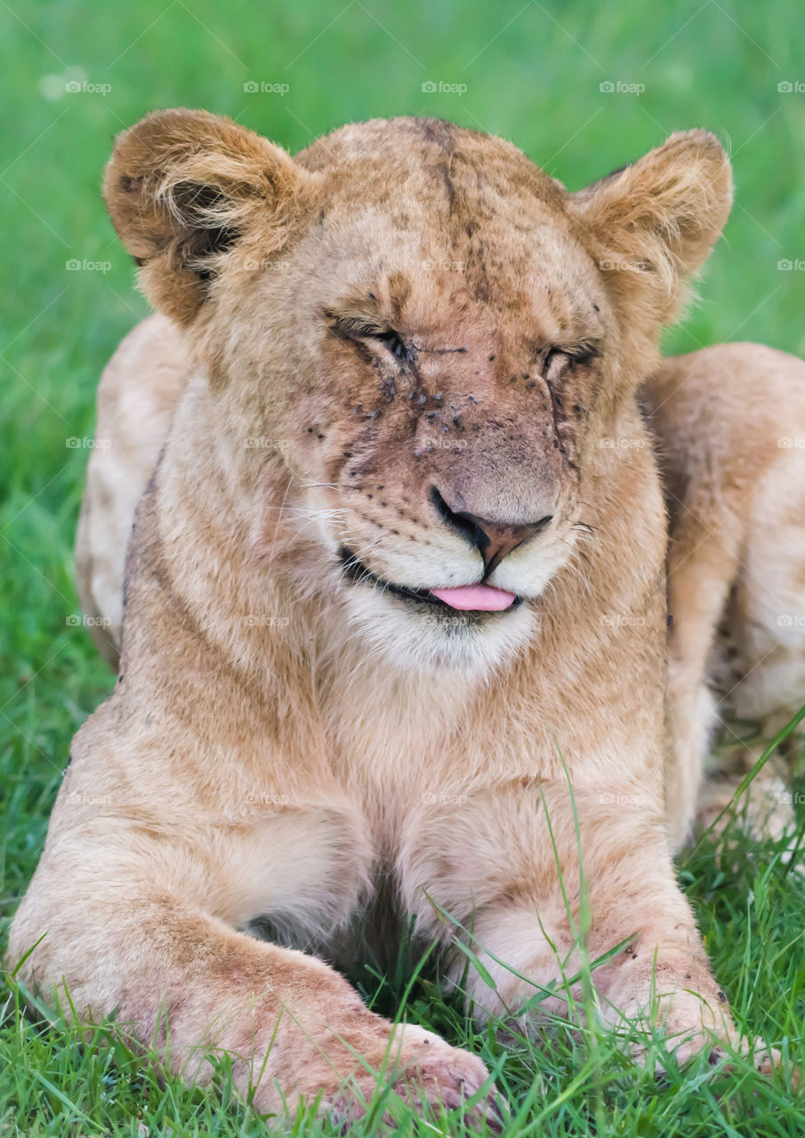 East African Lion (Panthera leo melanochaita)_Maasai Mara_Kenya
