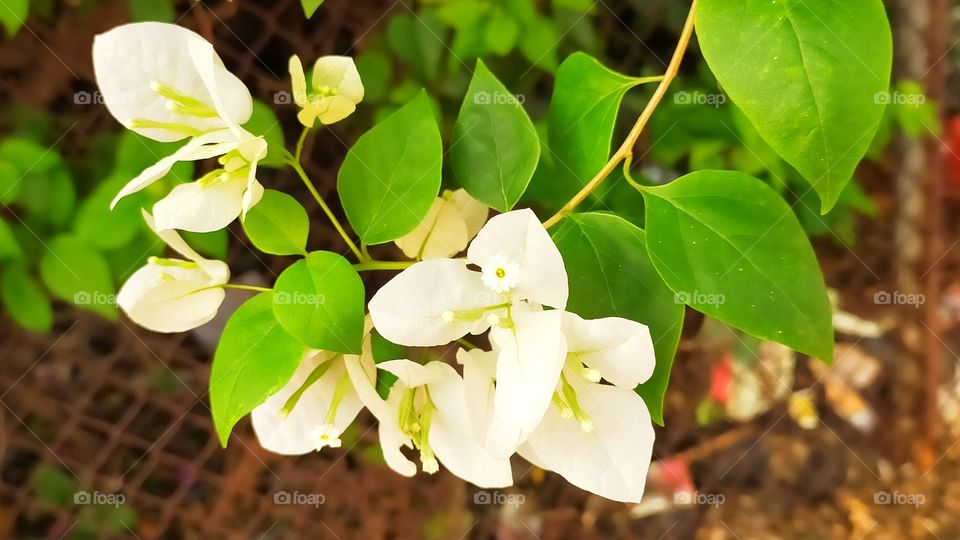 Very cool presentation of White colored Boganvillea