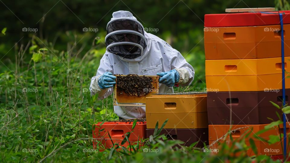 beekeeper season