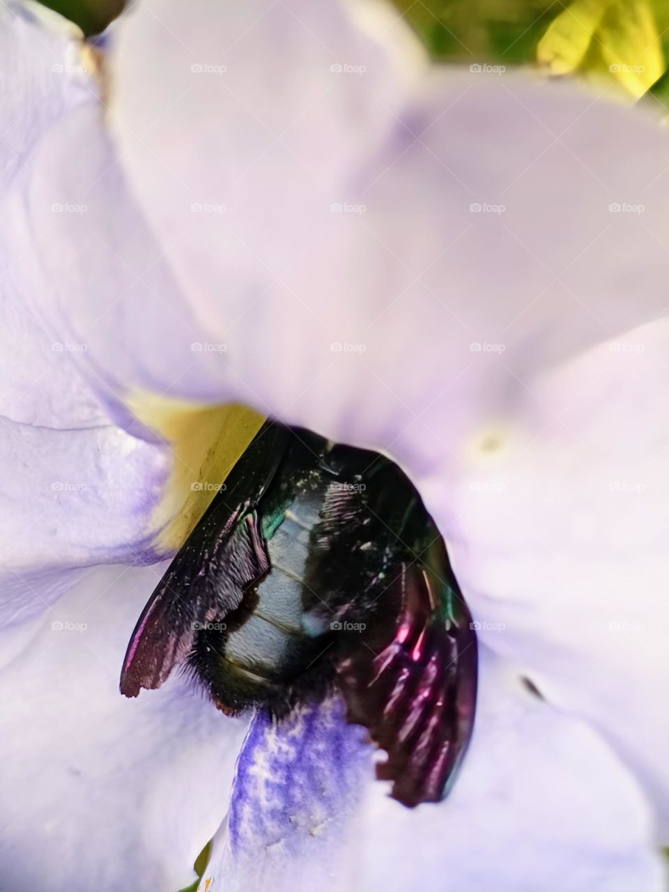 A Black Carpenter Bee was collecting nectar ifrom the flower.