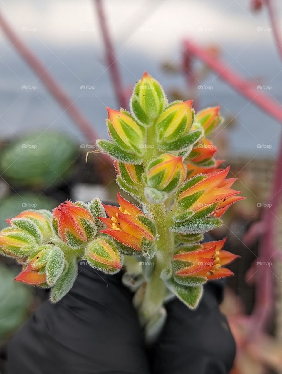 succulent flowers