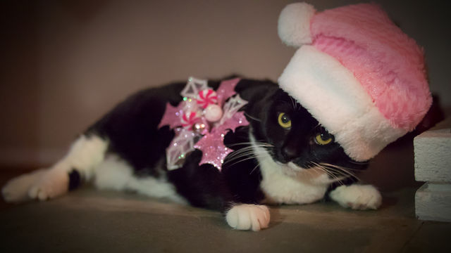 Girly Christmas cat